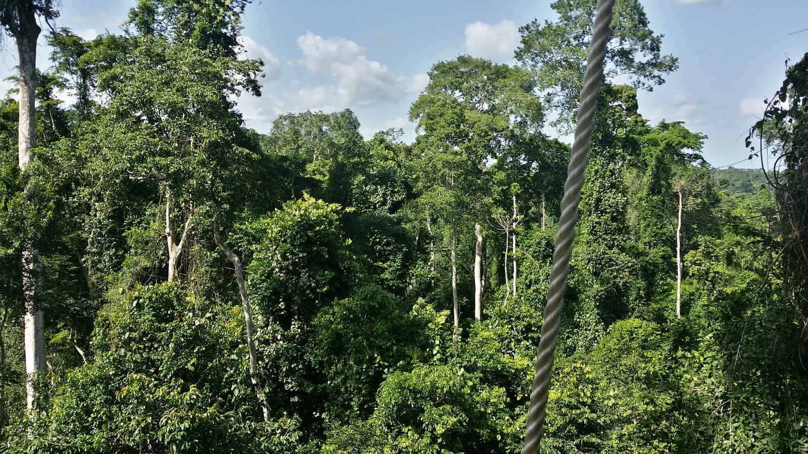Canopy walkway view of humid forest in Kakum National Park, Ghana.