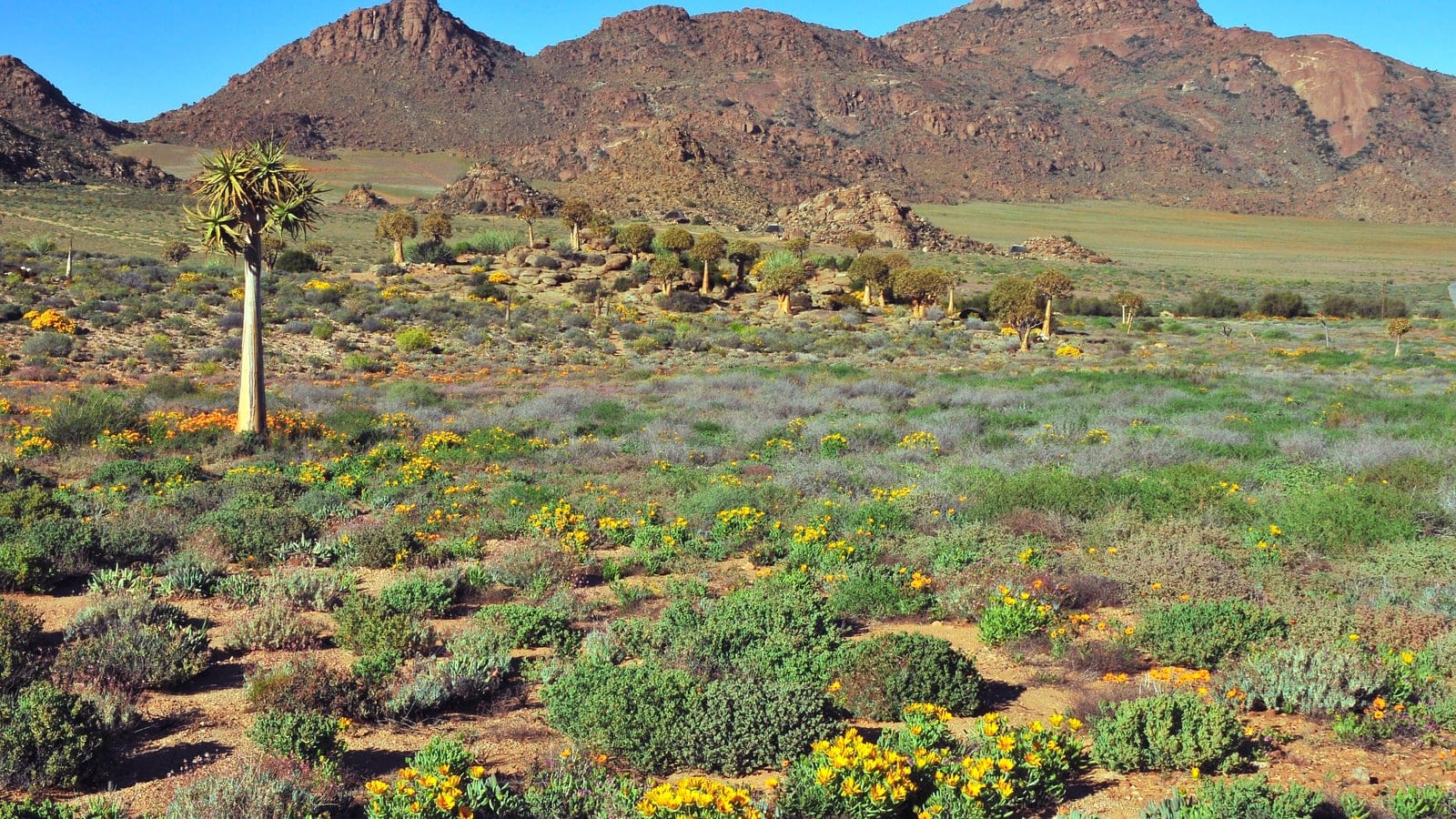 Quiver trees above flowering succulent shrubland below granite hills, Northern Cape, South Africa.
