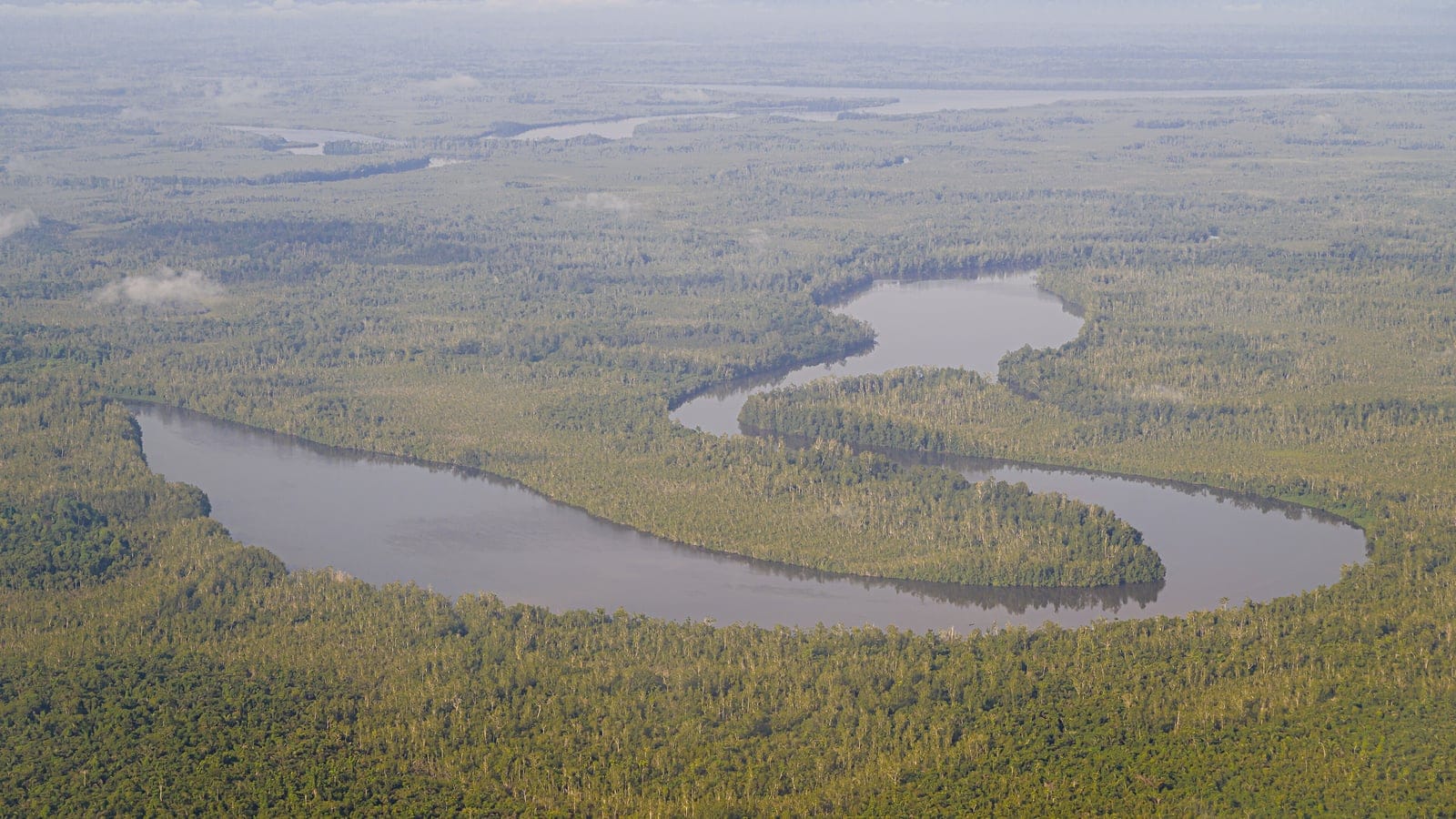 Mangrove forest fringing the tidal waters of the Wouri River estuary near Douala, coastal Cameroon.