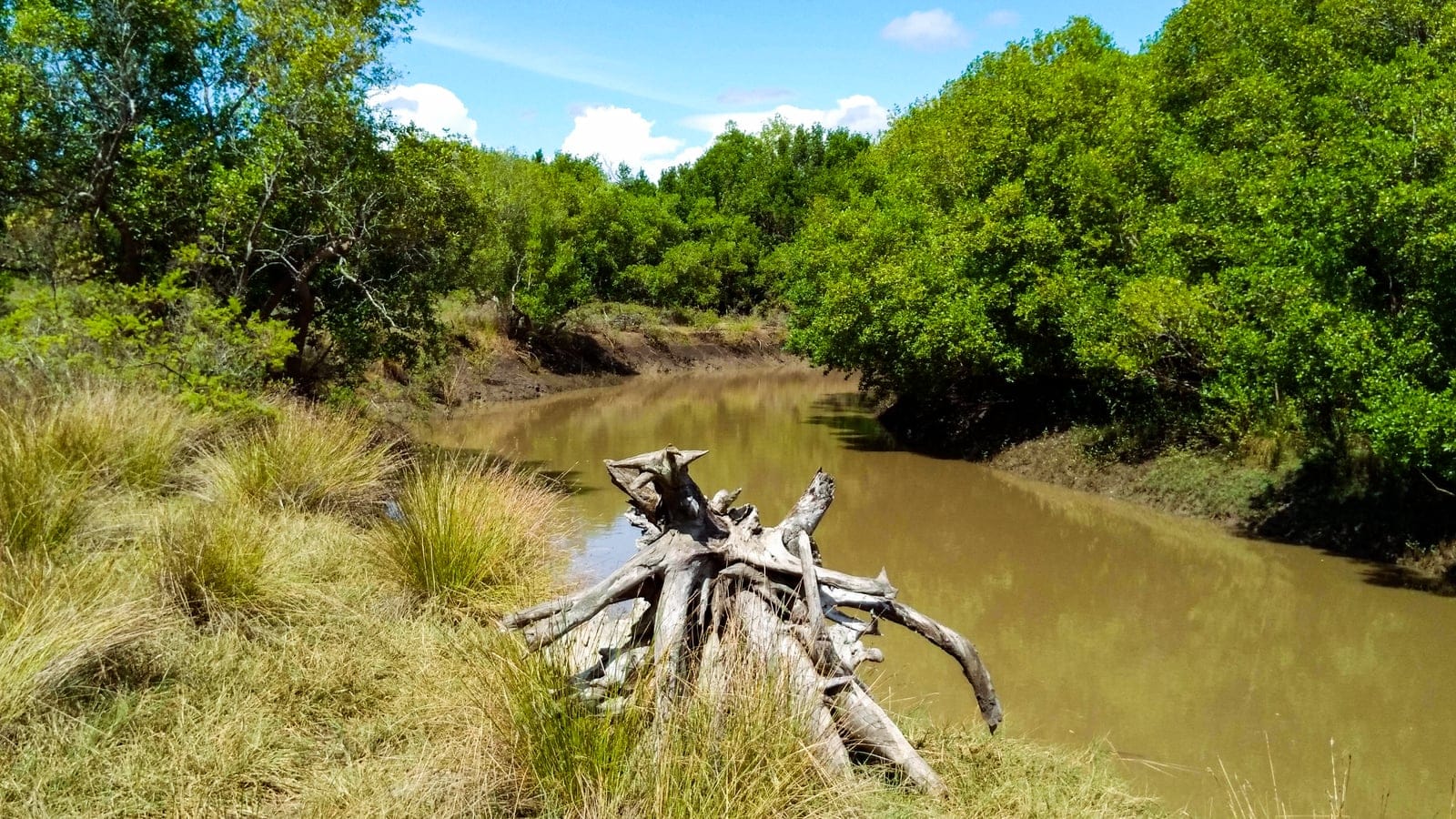 Mangrove water channel and coastal wetland vegetation in Saadani, Tanzania.