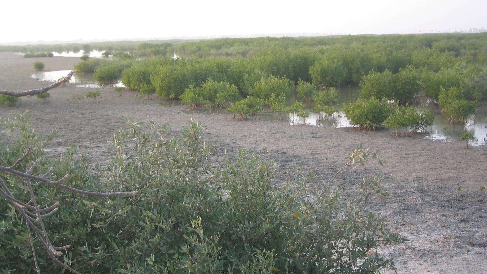 Avicennia mangrove shrubs standing over a tidal mudflat in the Sine Saloum delta, Senegal.