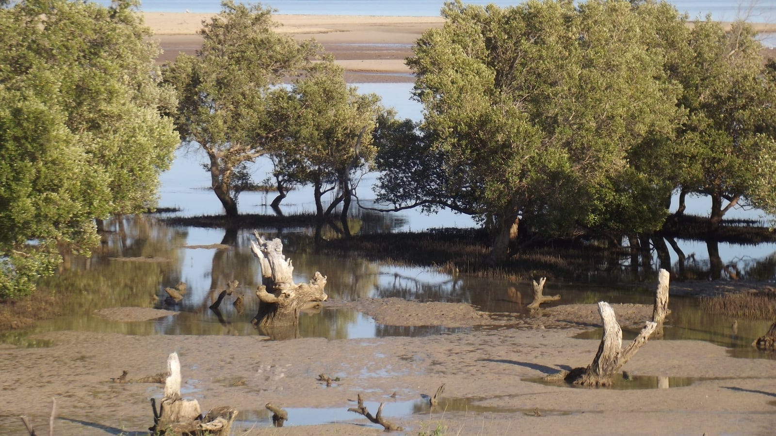 Mangroves and dead stumps on a tidal mudflat near Ifaty, southwest Madagascar.