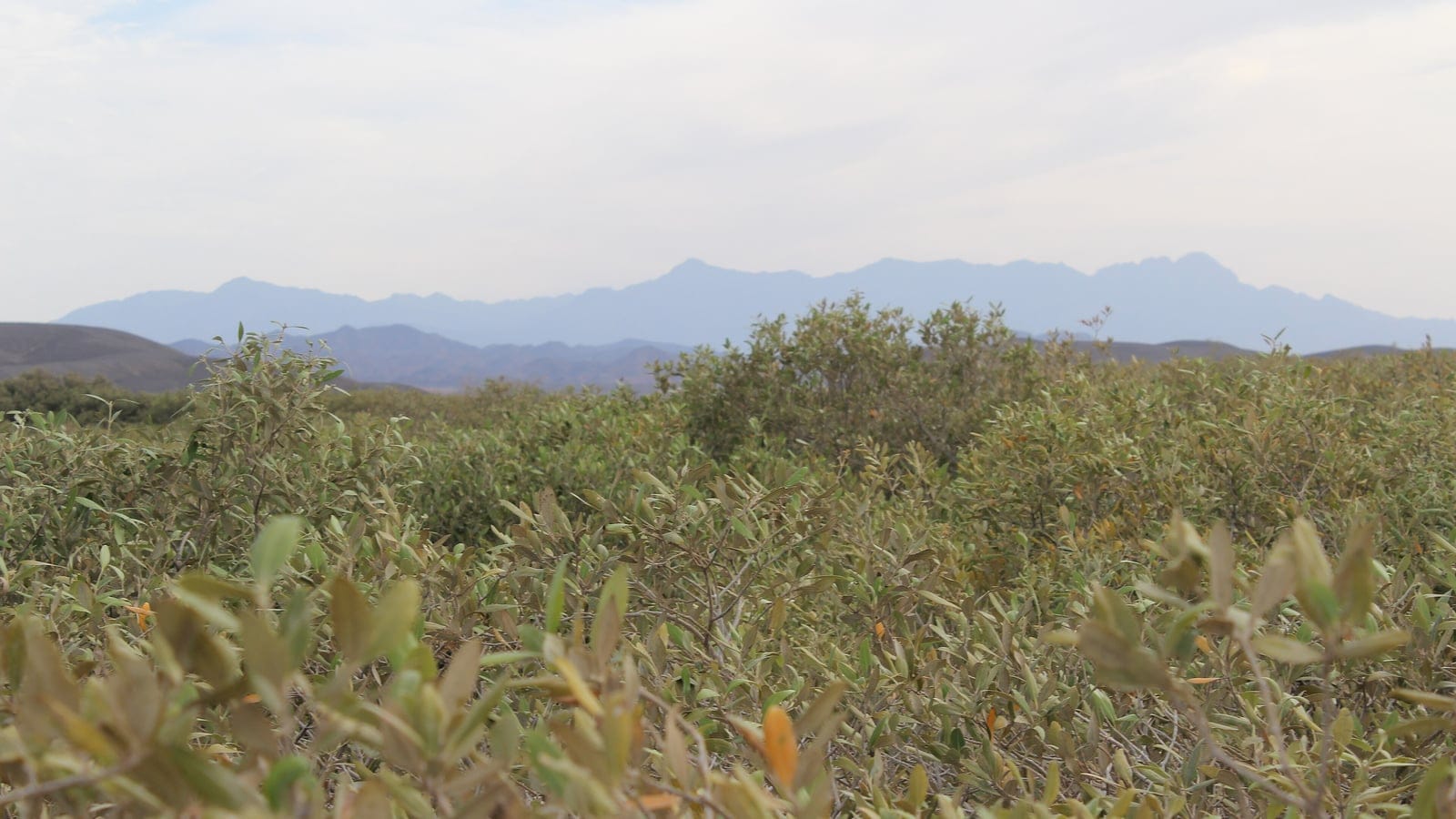 Avicennia marina canopy filling a tidal flat below hazy desert hills, El Qulaan, Egypt.