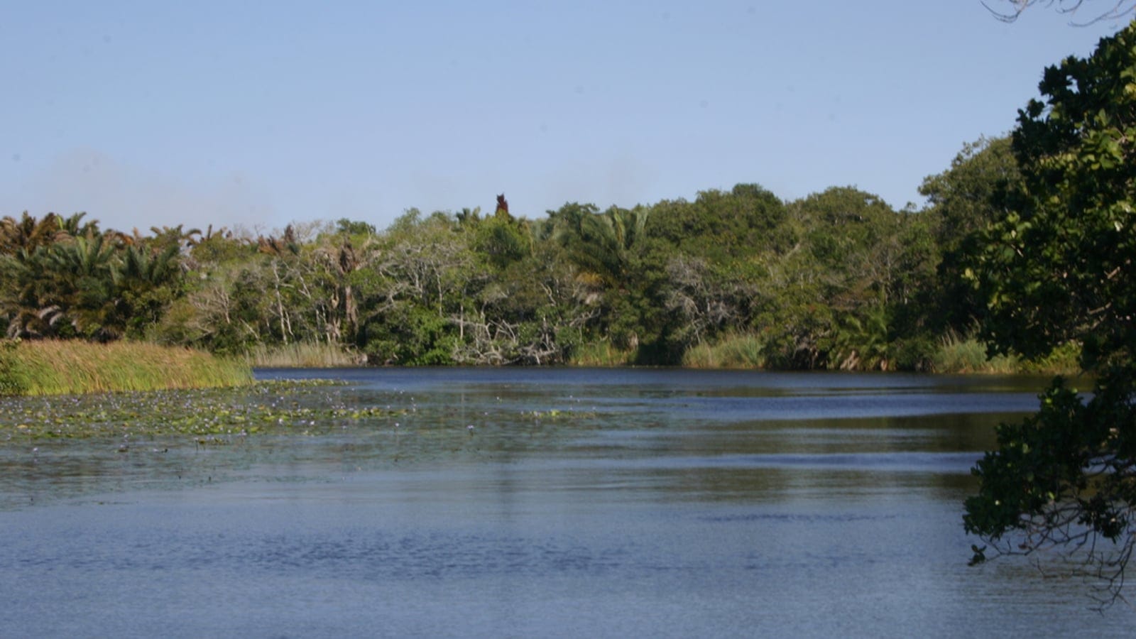 Waterlily beds and a reed bank backed by raffia palms and swamp forest at Kosi Bay, South Africa.