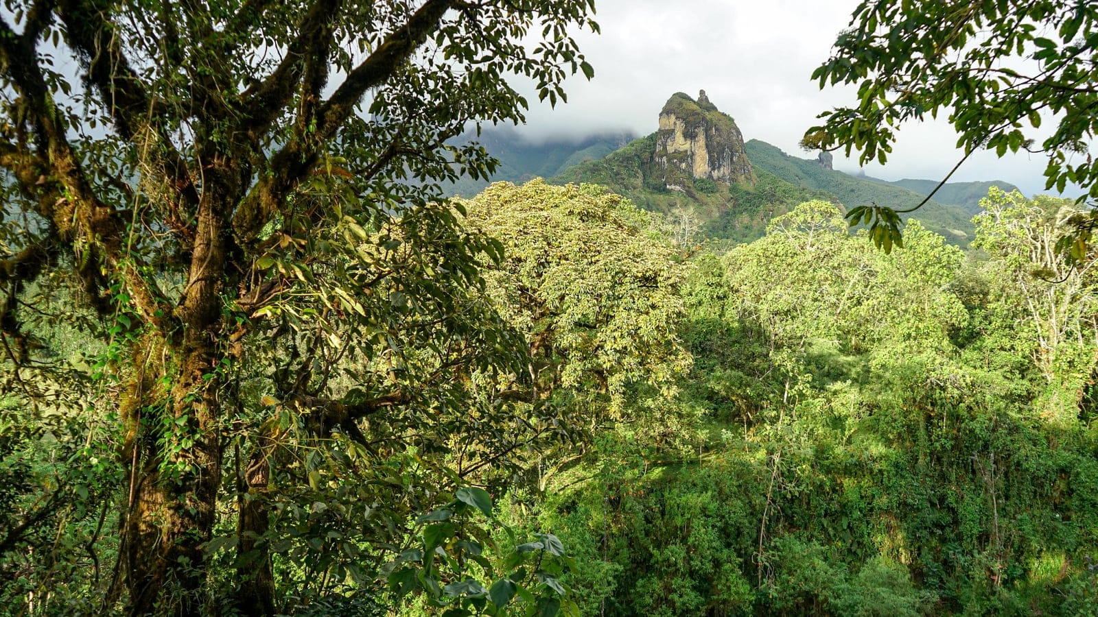 Montane forest and highland vegetation in Bale Mountains National Park, Ethiopia.