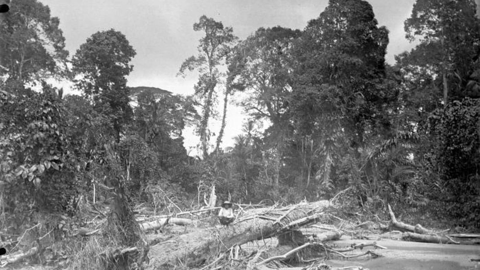 Riverbed with fallen trees on Buru Island.