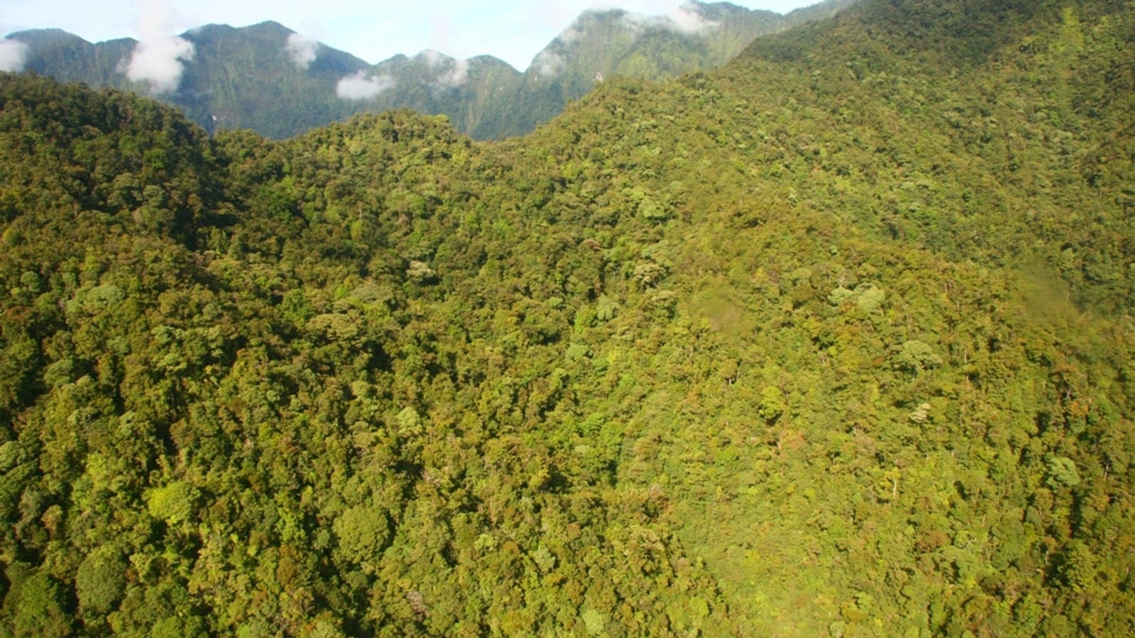 Forested Mount Bosavi crater rim in the Papuan central range.