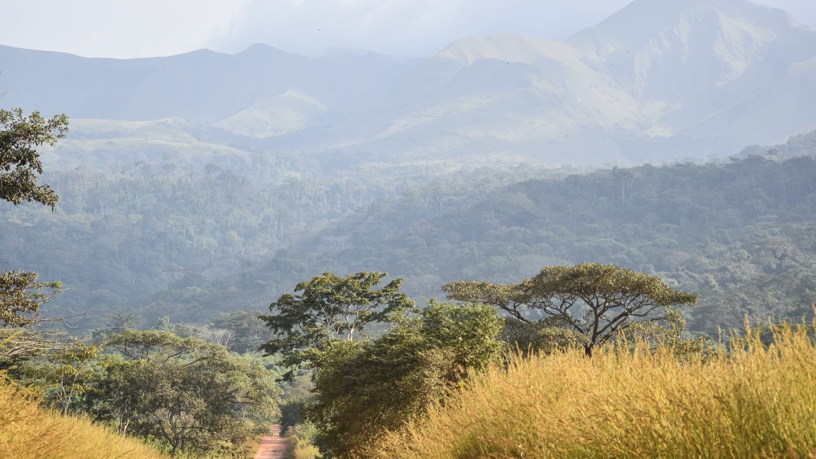 Montane grassland and forest below the Nimba Range on the Guinea border.