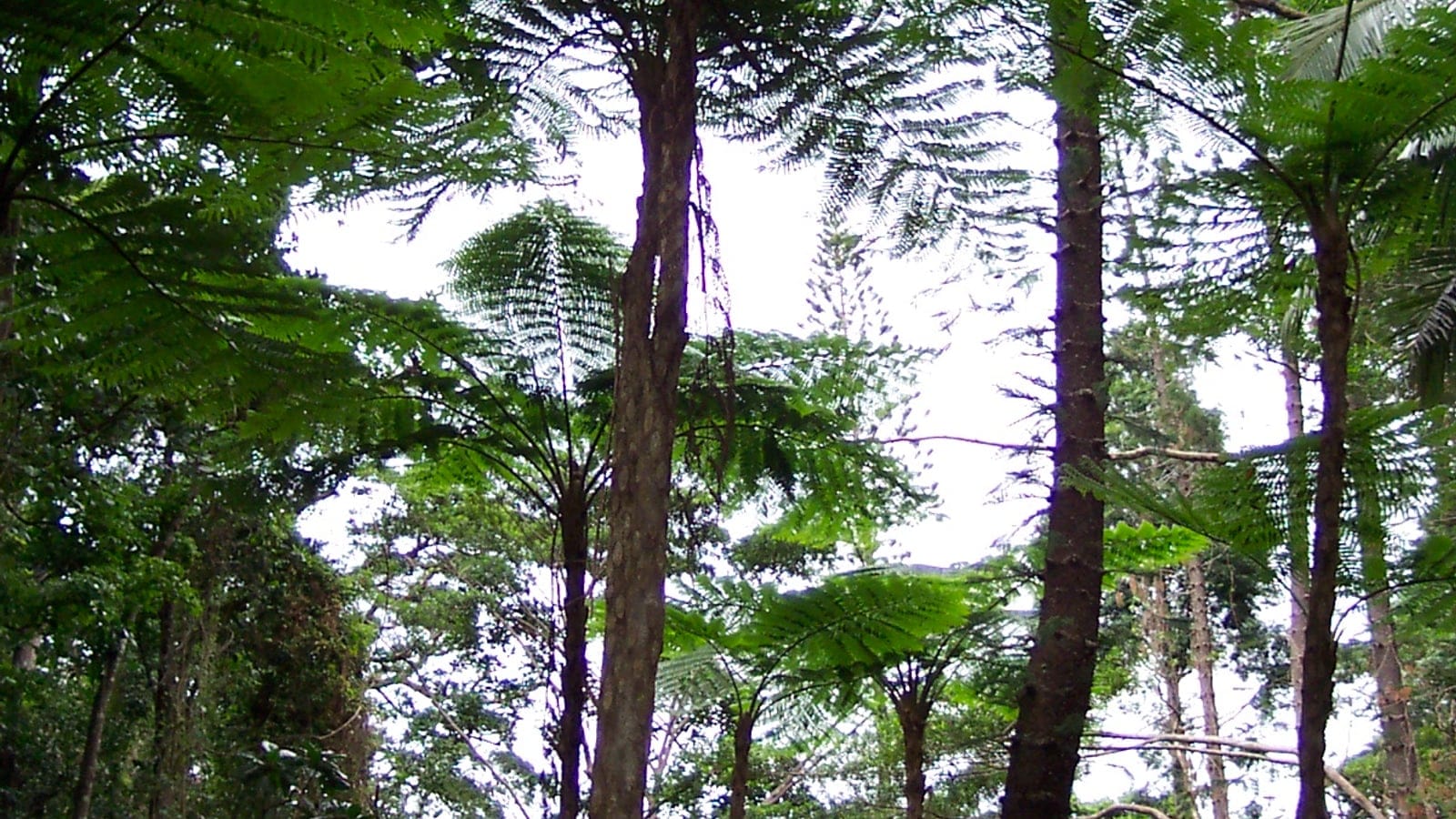 Tree ferns and columnar pine trunks in rain forest on the Isle of Pines, New Caledonia.
