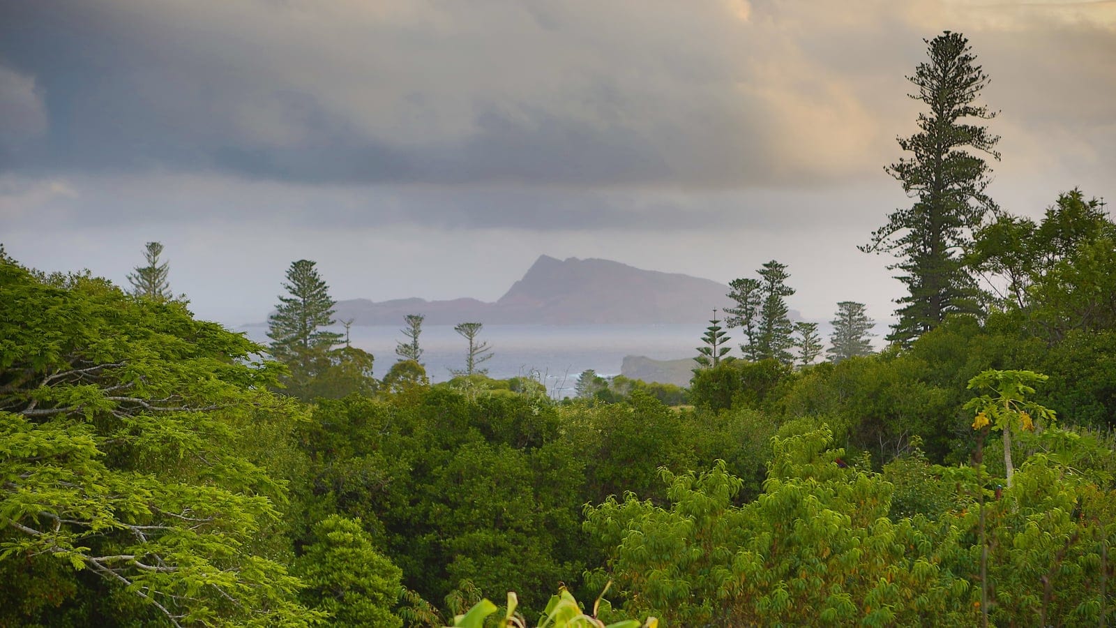 Pinos de Norfolk que emergen sobre un denso dosel subtropical con la isla Phillip al fondo, isla Norfolk.
