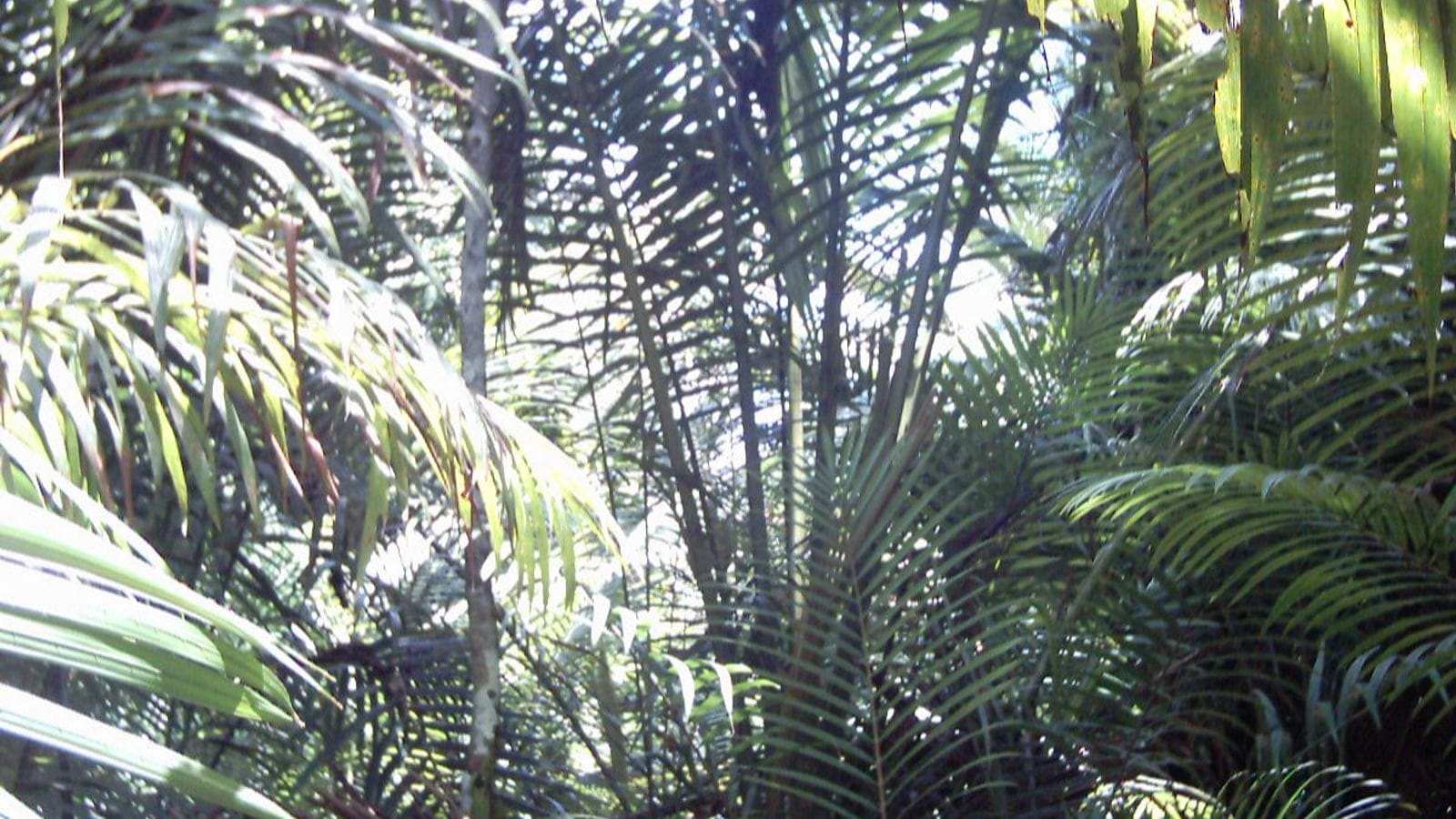 Sago palm fronds crowding a swamp forest interior in East Sepik Province, Papua New Guinea.