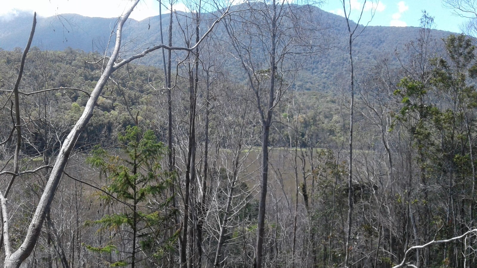 Standing dead trunks above a swampy basin backed by montane rainforest, Cyclops Mountains, Papua.