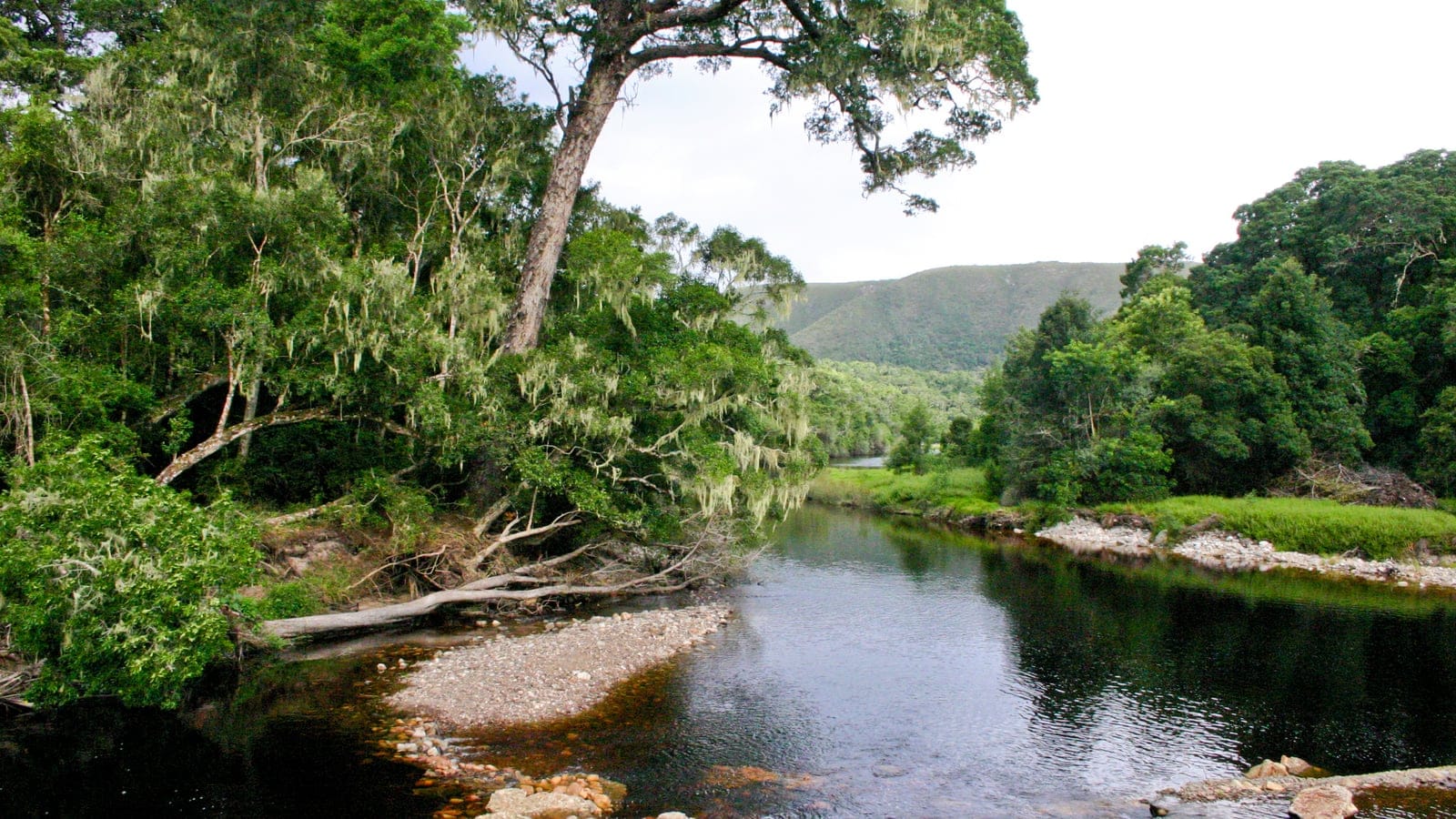 Lichen-draped forest along the Groot River at Nature's Valley, Western Cape.
