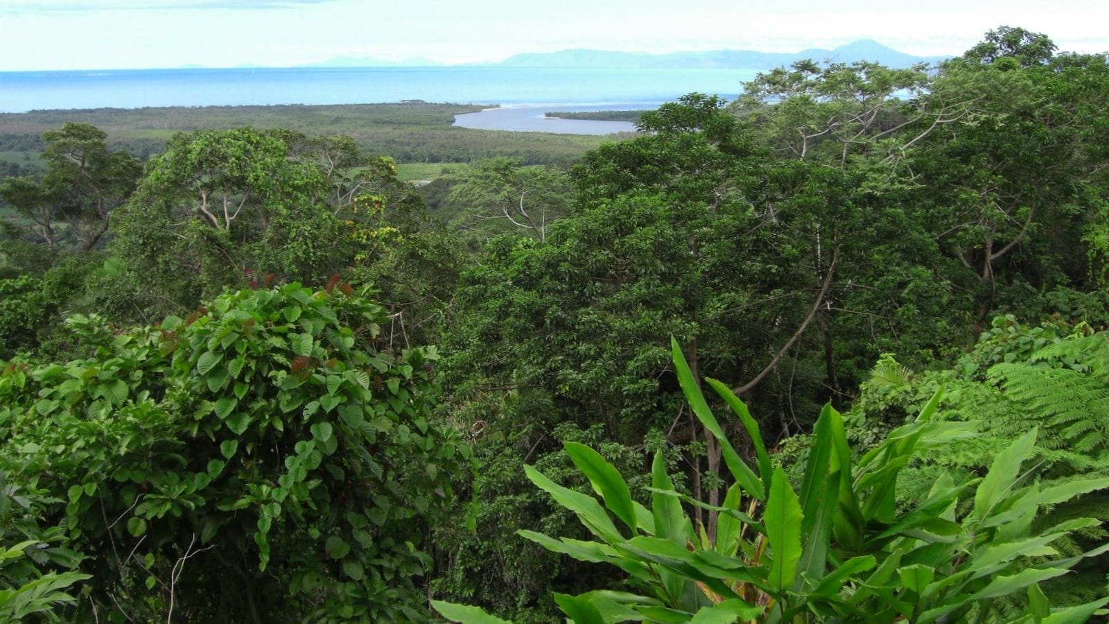 Rainforest canopy with wild ginger and tree ferns above the Daintree River mouth, Queensland, Australia.