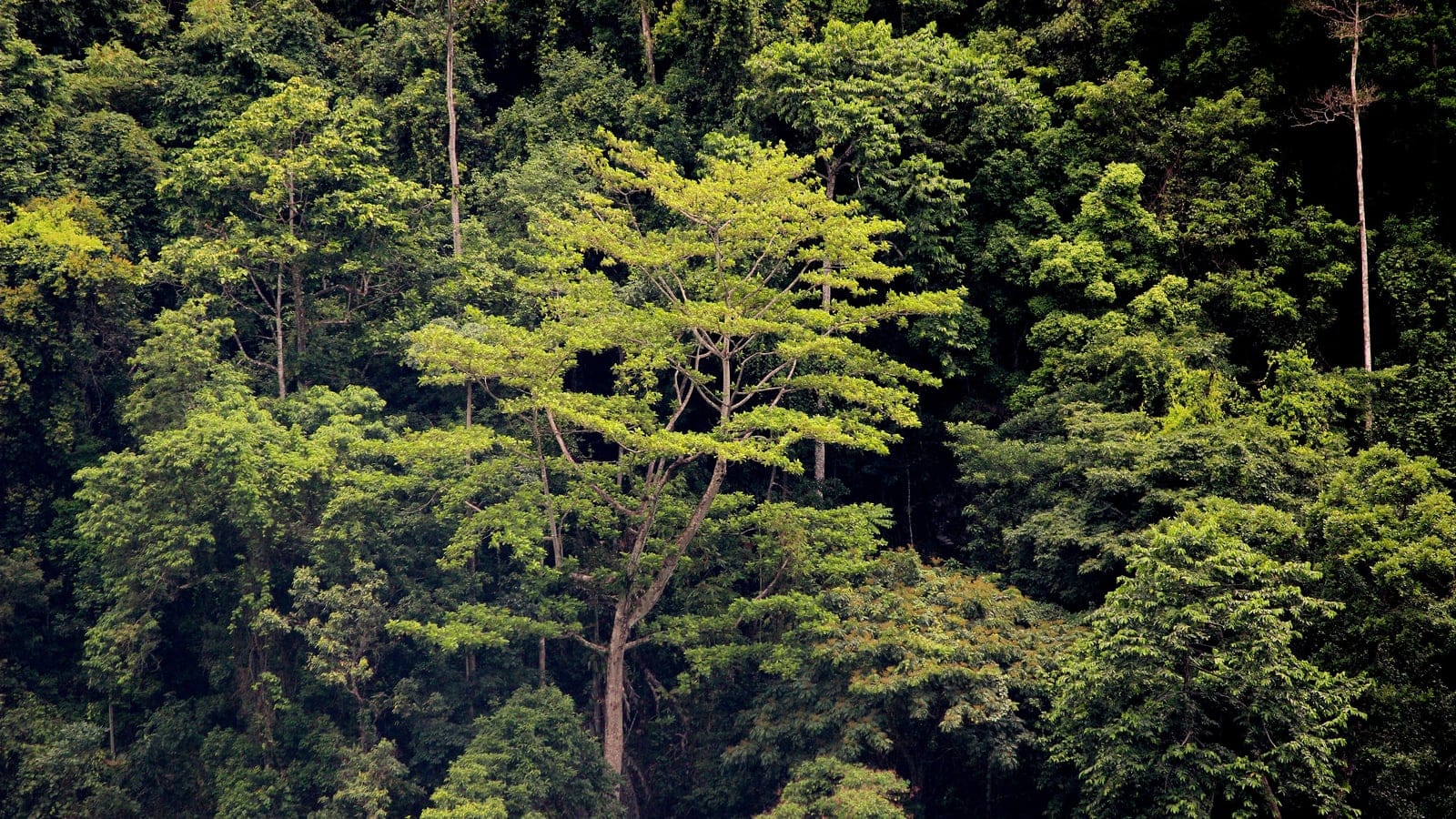 Dosel estratificado de selva tropical con una copa emergente de hojas pálidas, isla de Seram, Maluku, Indonesia.