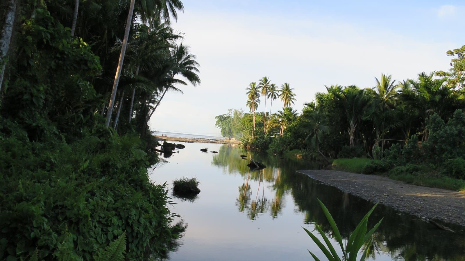 Coconut palms and a ferny bank leaning over the still Kirakira river mouth, Makira, Solomon Islands.