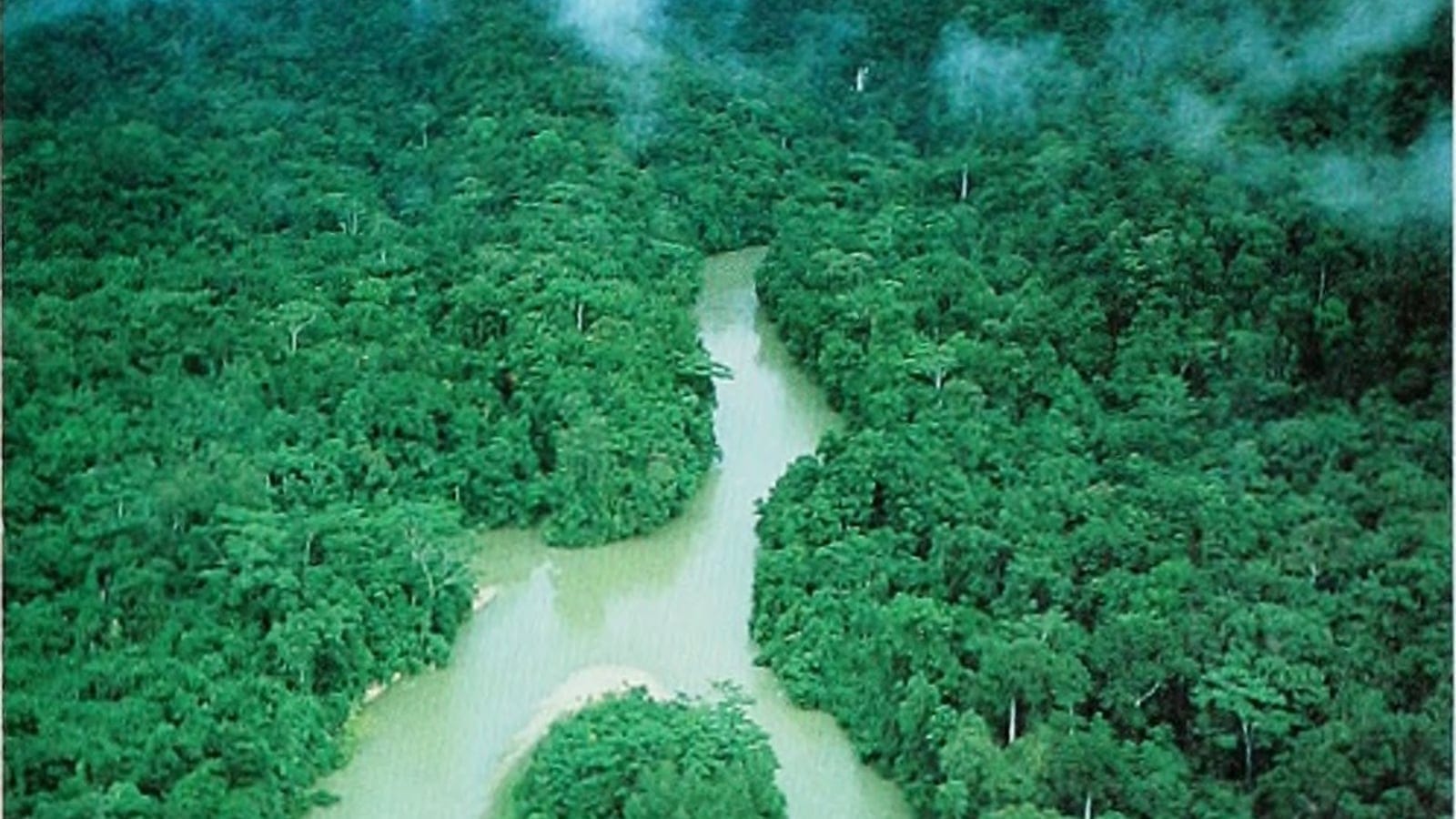 Silt-laden river winding through unbroken lowland swamp forest canopy, southern New Guinea.