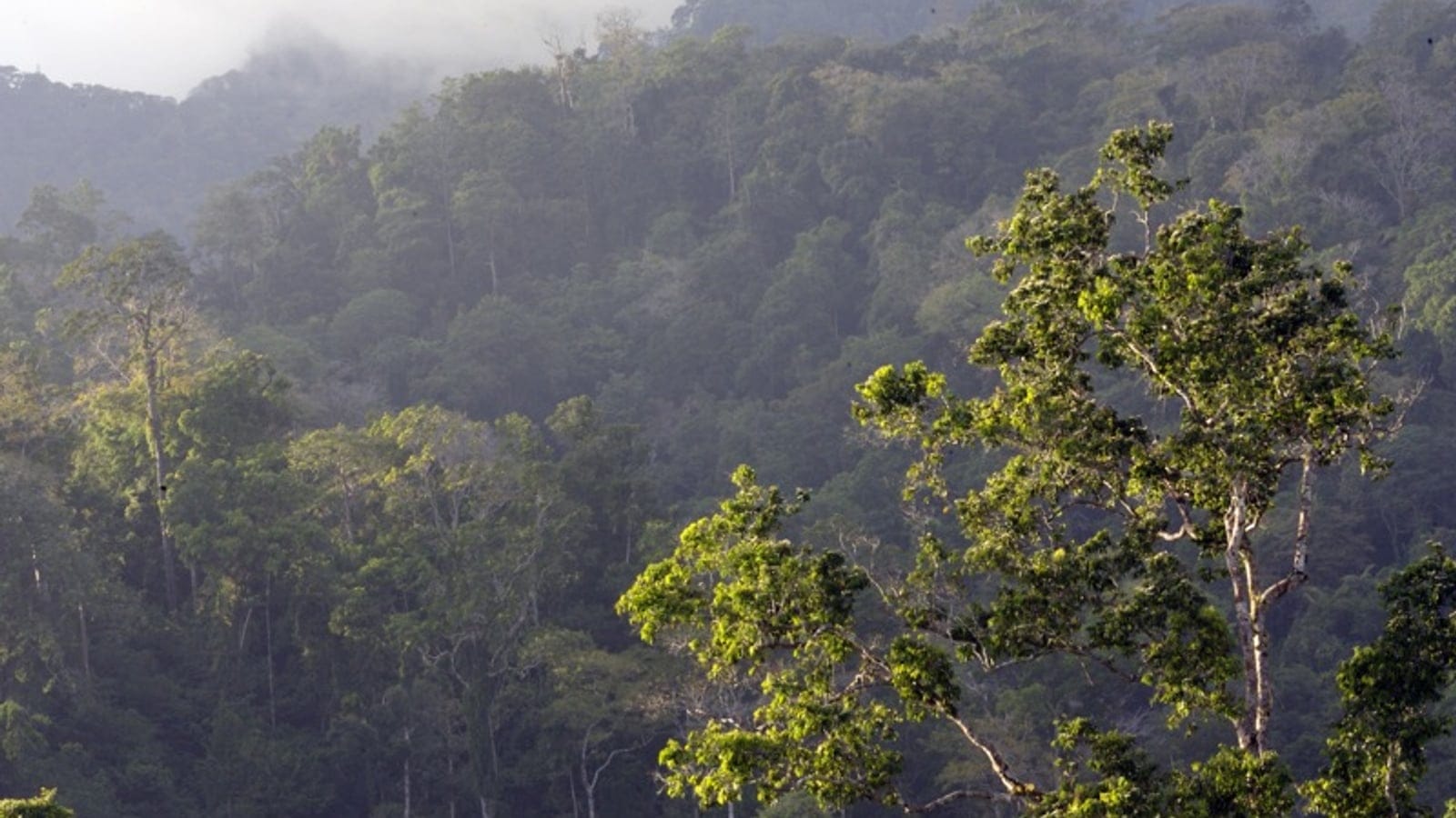 Emergent crowns rising from mist-filled lowland rainforest at Tangkoko, North Sulawesi.
