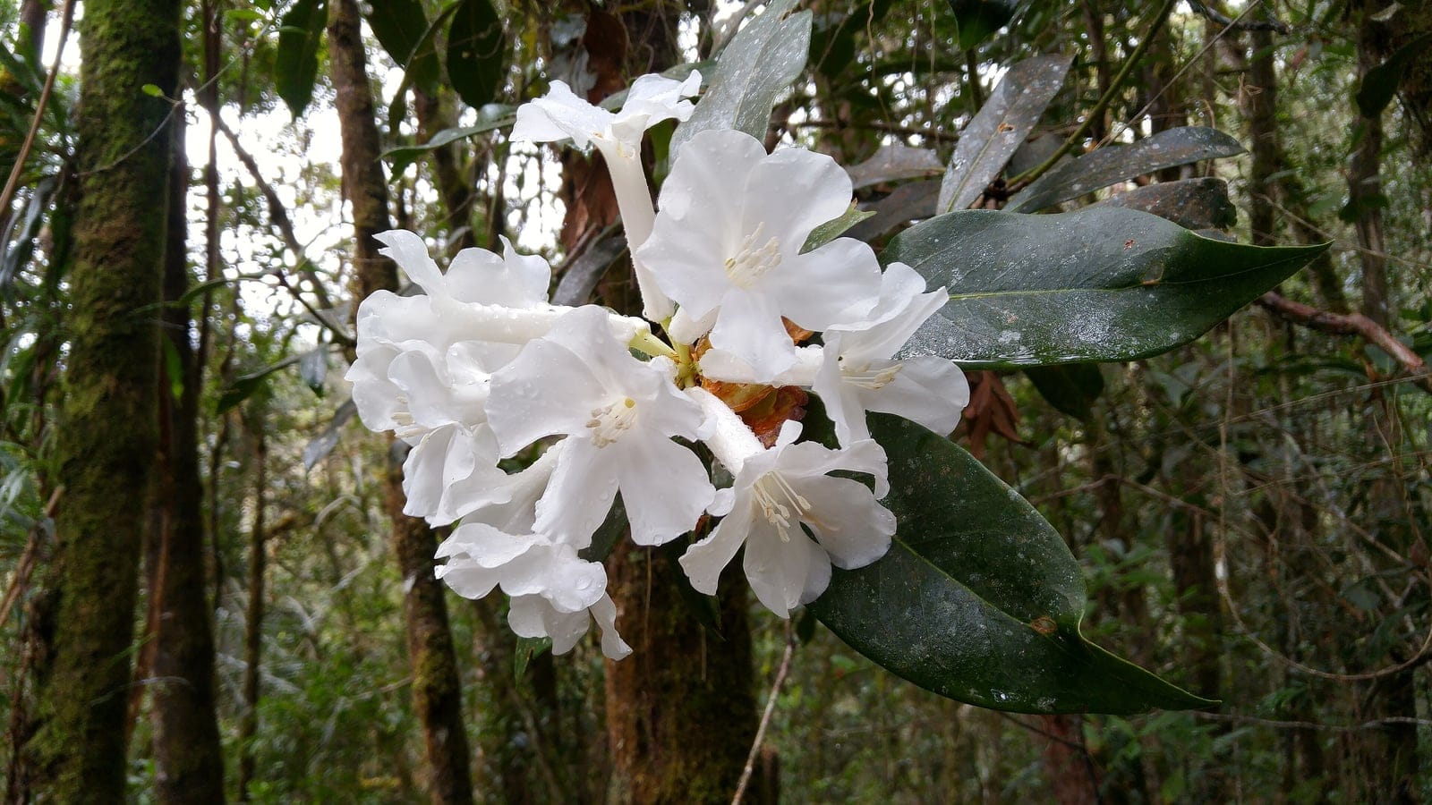 White rhododendron in Latimojong Forest, South Sulawesi.