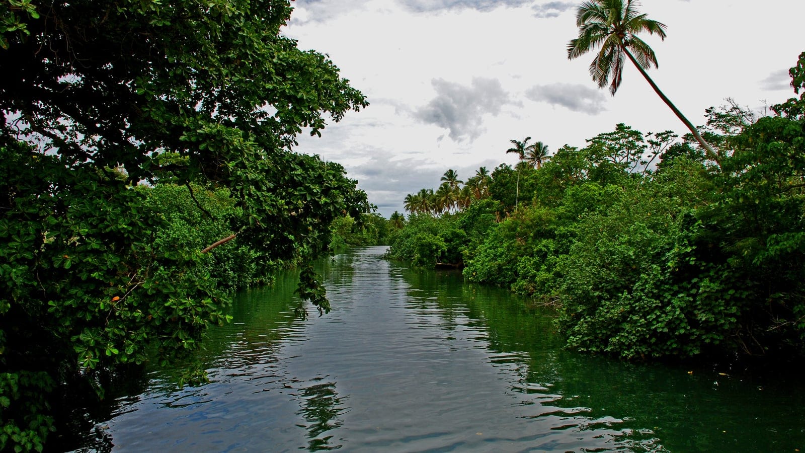 Broadleaf trees and coconut palms closing over a still tidal creek, Neslep River, Efate, Vanuatu.