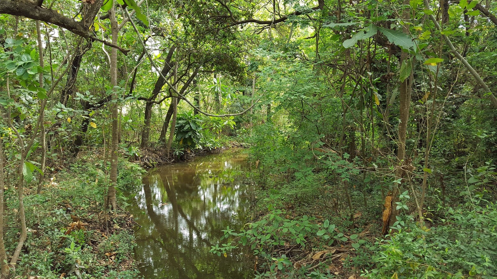 Still stream through dense coastal forest understorey near Umkomaas, KwaZulu-Natal.