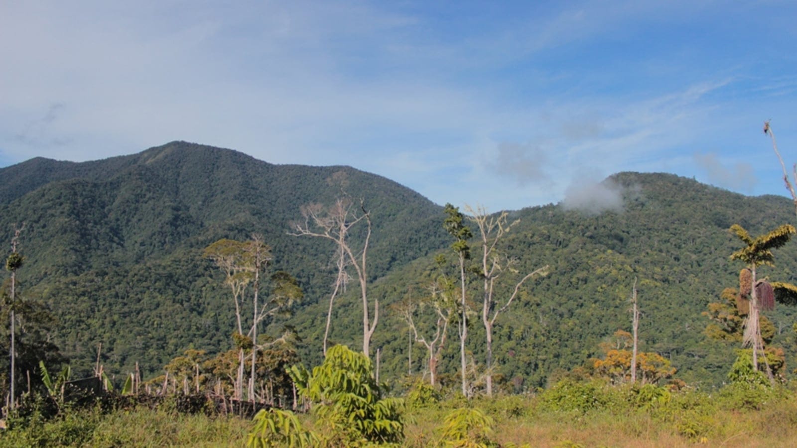 Jardin défriché avec des touffes de bananiers et des arbres morts annelés sous les crêtes boisées de l'Arfak, Papouasie occidentale, Indonésie.