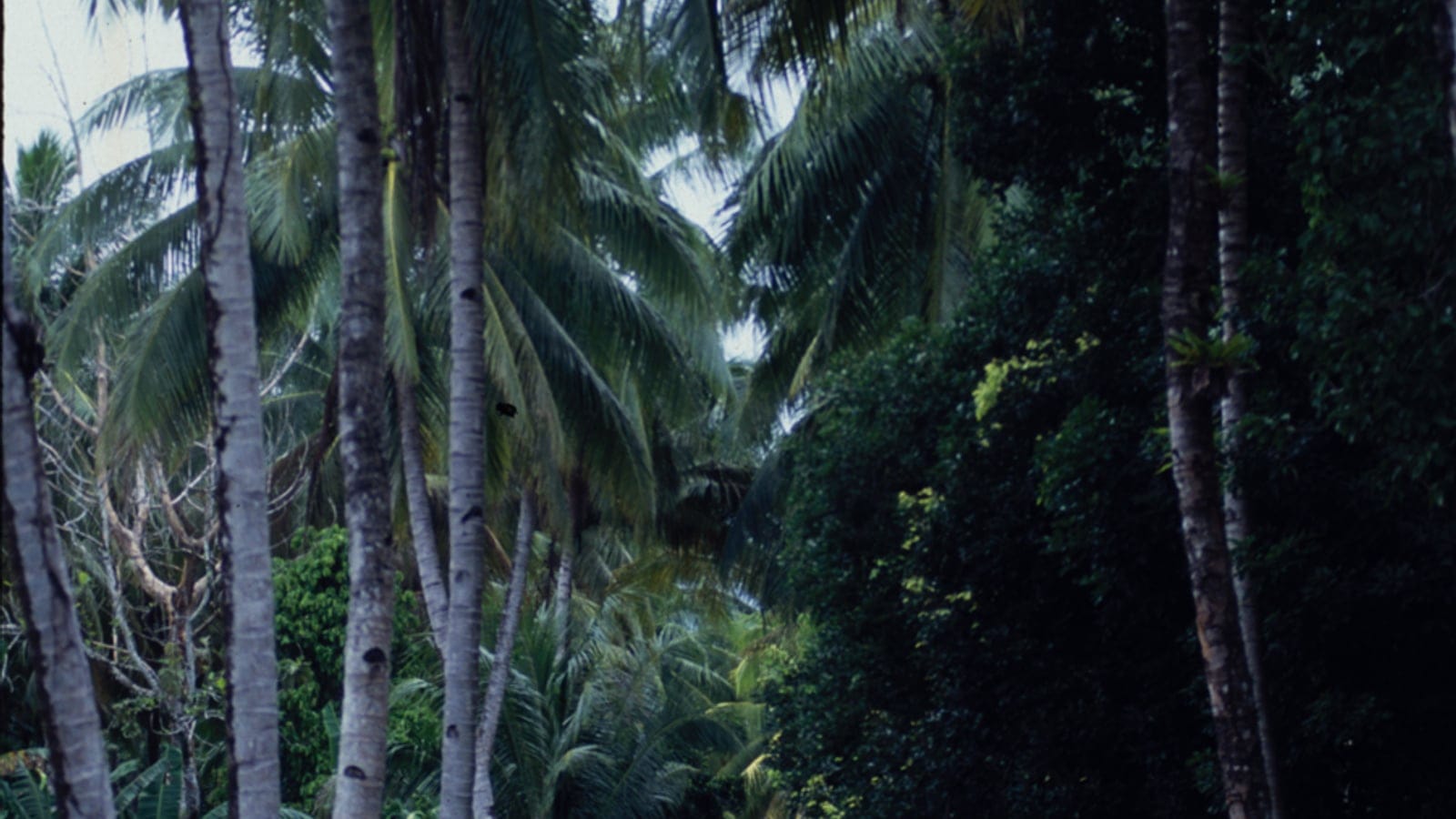 Coconut palm trunks and vine-smothered forest edge in deep shade on Yapen Island, Indonesia.
