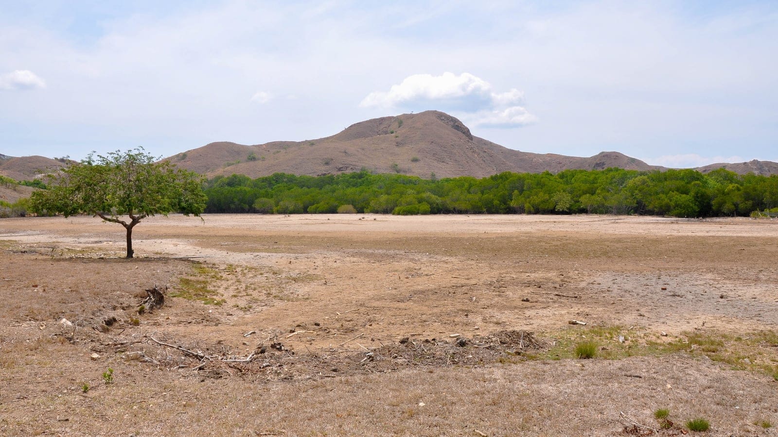 Hondonada seca y franja de manglar bajo colinas de sabana parda en la isla de Rinca, Komodo.