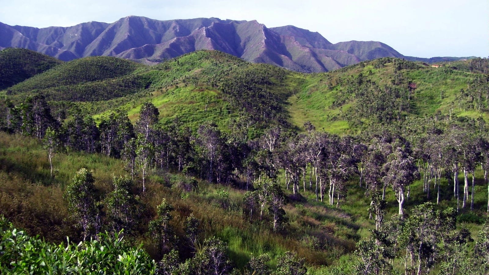 Árboles de niaouli dispersos por el pastizal bajo crestas ultramáficas en Poum, Nueva Caledonia.
