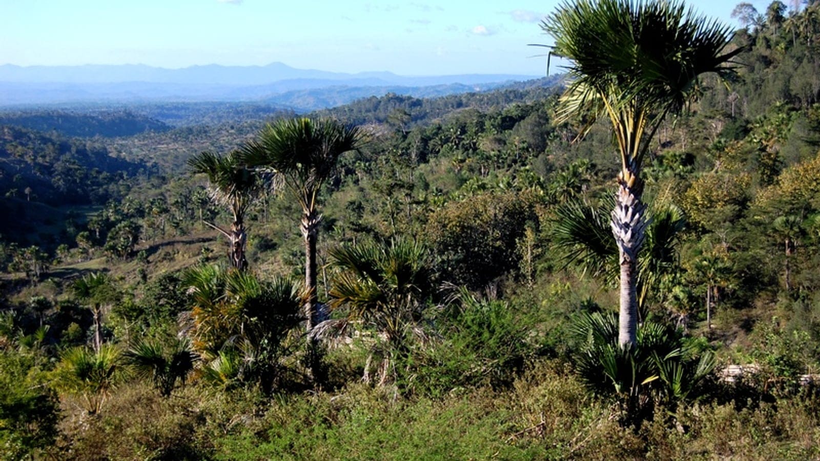 Palmas abanico Corypha alzándose sobre colinas de bosque seco cubiertas de matorral cerca de Ayotupas, Timor Occidental.
