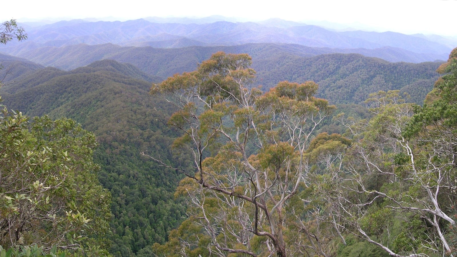 Temperate forest and escarpment vegetation in New England National Park, eastern Australia.