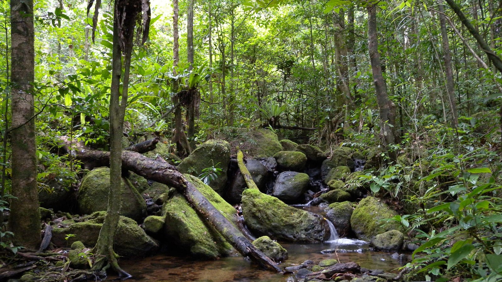 Mossy boulders and a small stream in rain forest at Masoala, Madagascar.