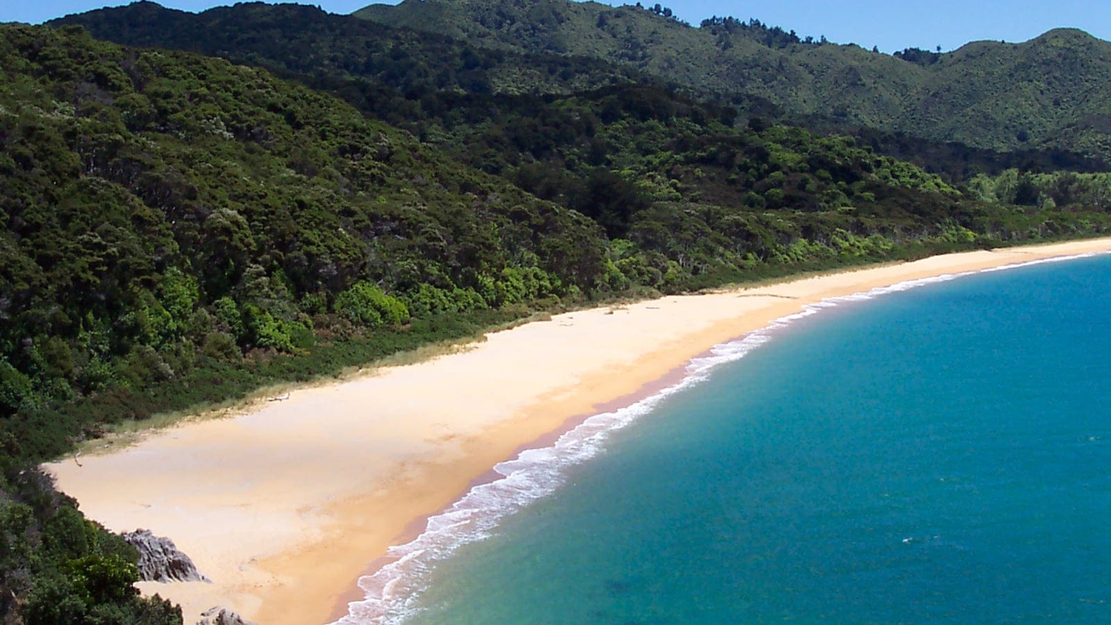 Coastal forest above the golden beach at Totaranui, Abel Tasman, New Zealand.