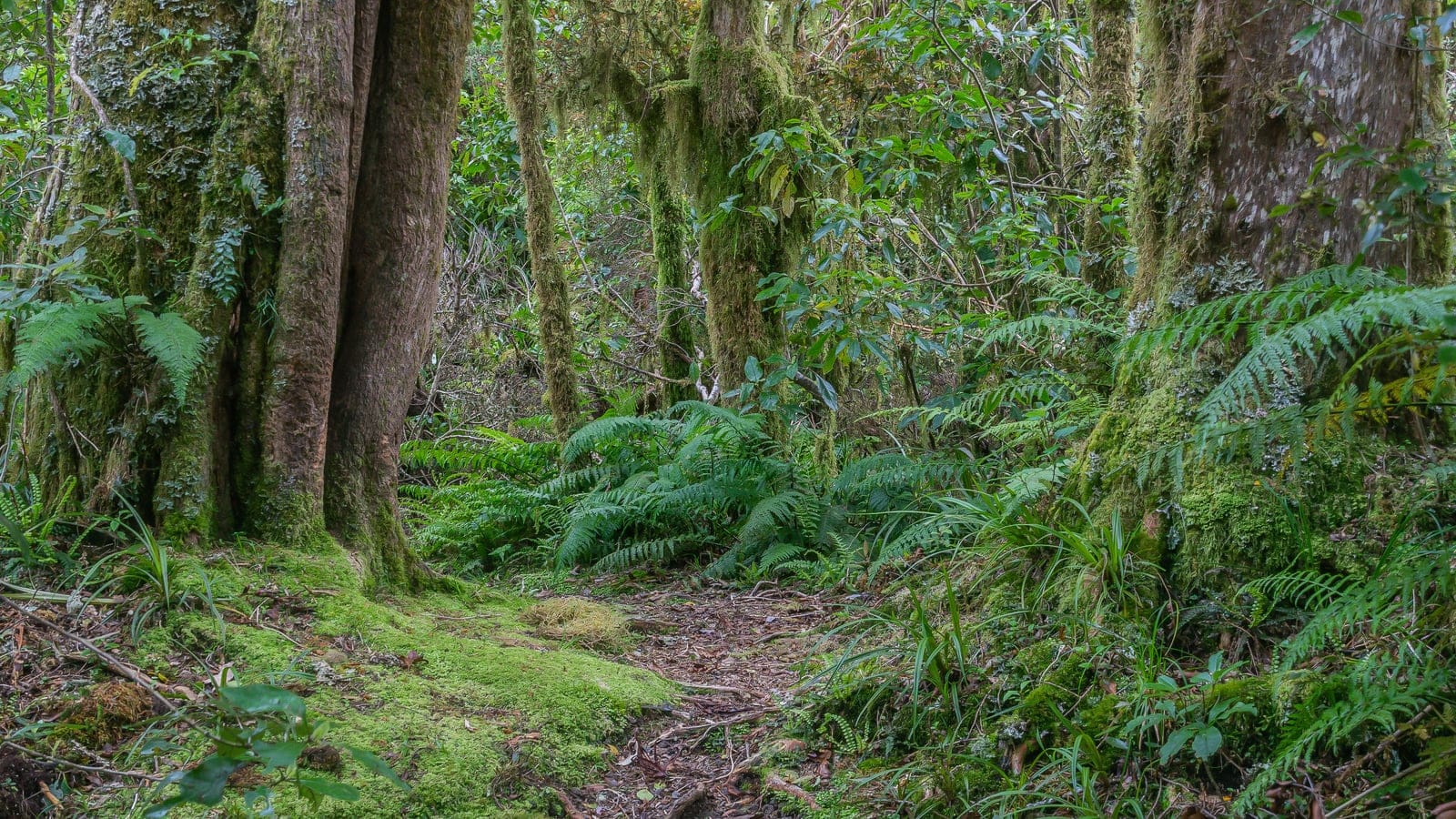 Moss-covered trunks and crown ferns on the forest floor in Egmont National Park, New Zealand.