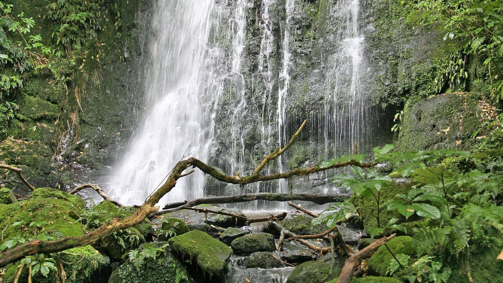 Crown ferns and moss-covered boulders below a waterfall in the Catlins forest, South Island, New Zealand.