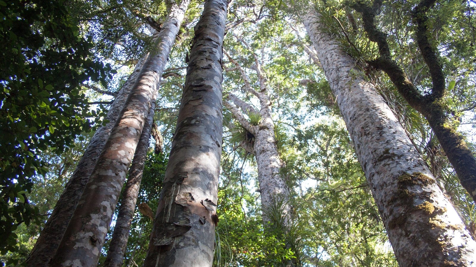 Mottled kauri trunks rising into the canopy at Waipoua Forest, Northland.