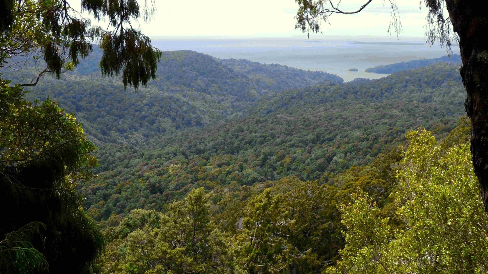 Unbroken podocarp and hardwood canopy running down to a sheltered inlet, Rakiura National Park, New Zealand.