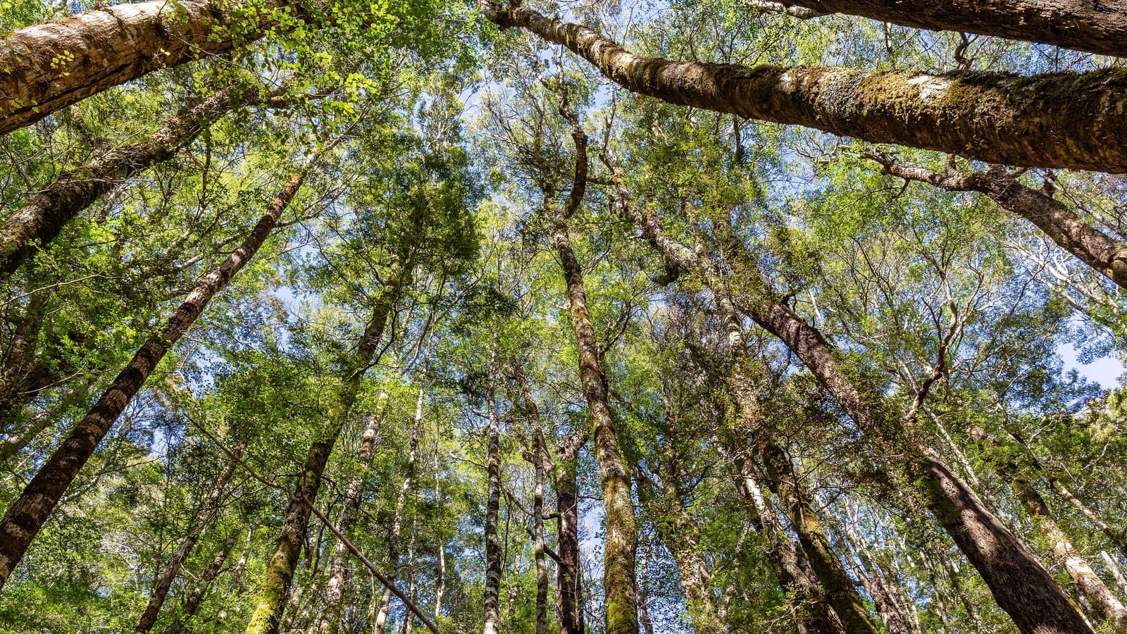 Looking up through mossy silver beech trunks, Nothofagus menziesii, in Nelson Lakes National Park, New Zealand.