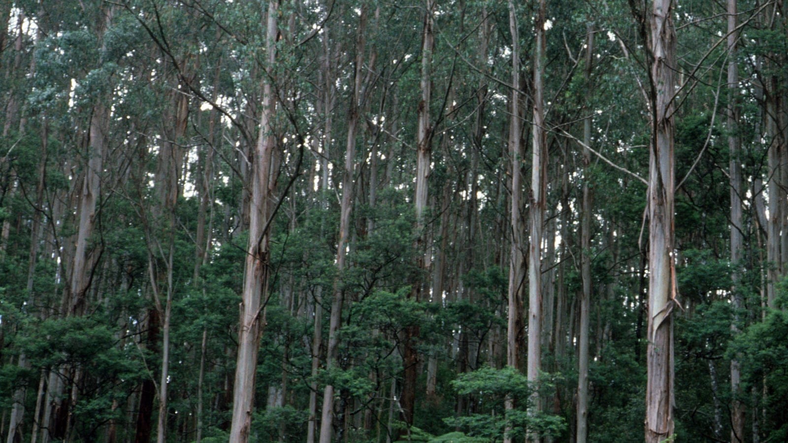 A stand of towering Mountain Ash (Eucalyptus regnans) trees in tall temperate forest at Black Spur, Victoria.