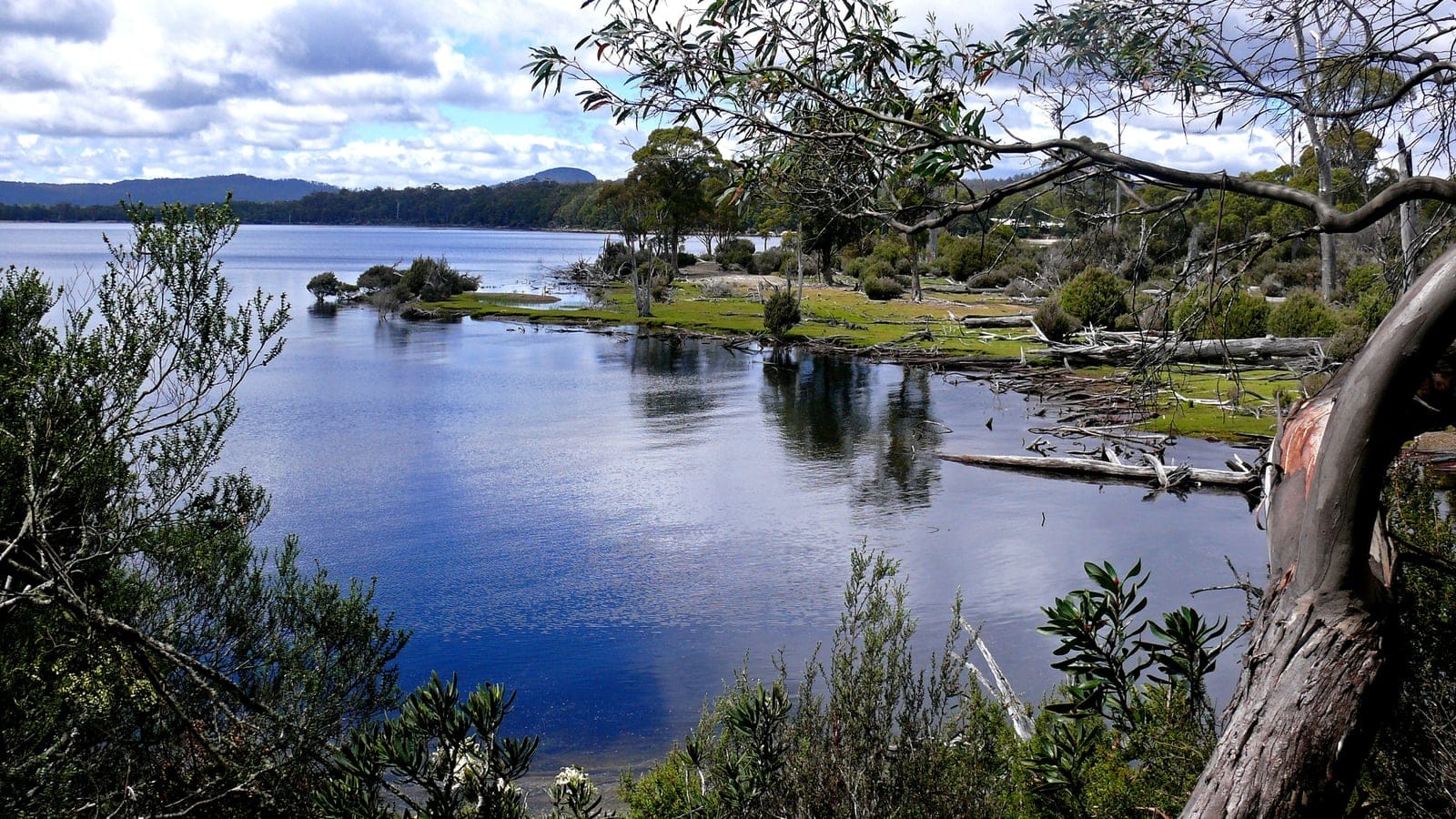 Lakeshore heath and bleached fallen logs on the edge of Lake St Clair, Tasmania.