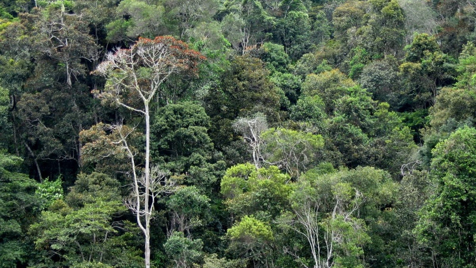Forested hillsides of Anjozorobe Forest, a high-plateau subhumid montane forest in Madagascar's central highlands.