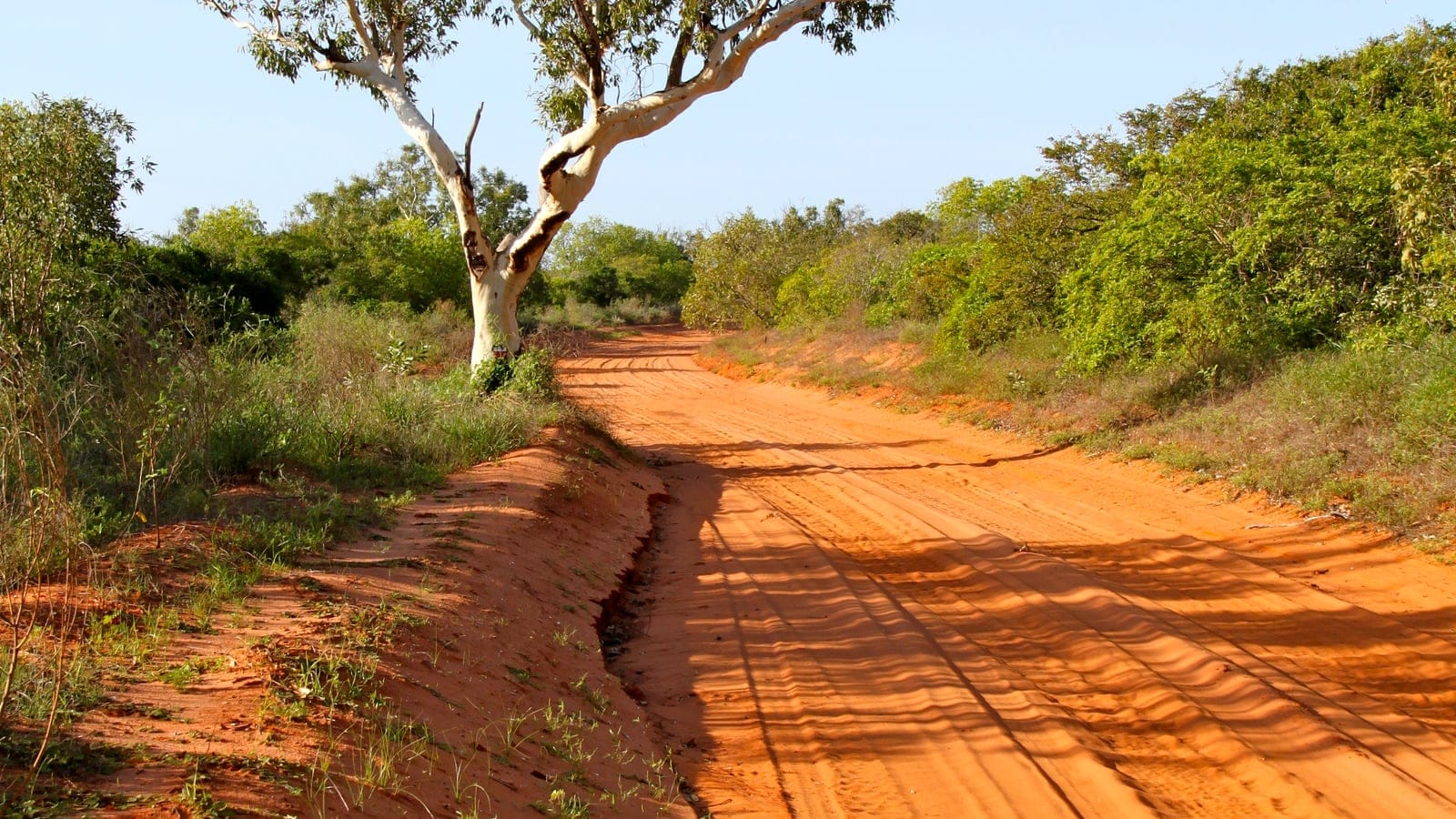 Red pindan sand track between acacia scrub and a white-barked gum near Broome, Western Australia.