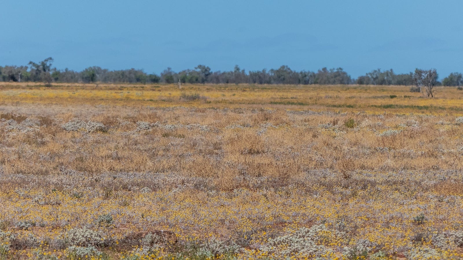 Yellow everlasting daisies and grey chenopod bushes across open downs at Boulia Shire, western Queensland.