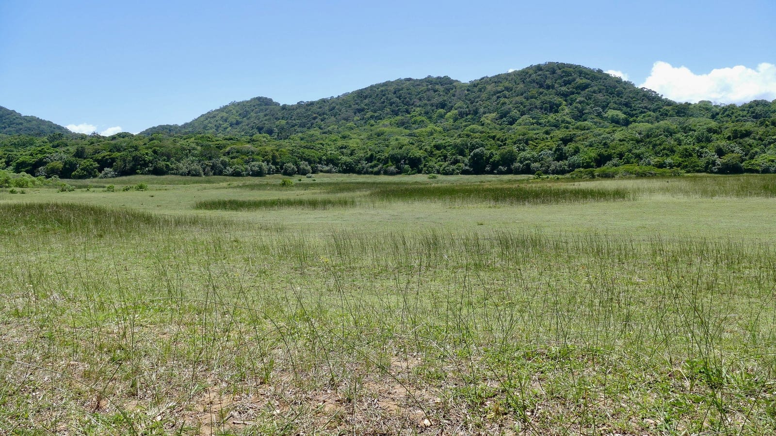 A forested coastal sand-dune barrier rising above open restored grassland under a clear sky on the Eastern Shores of iSimangaliso Wetland Park.
