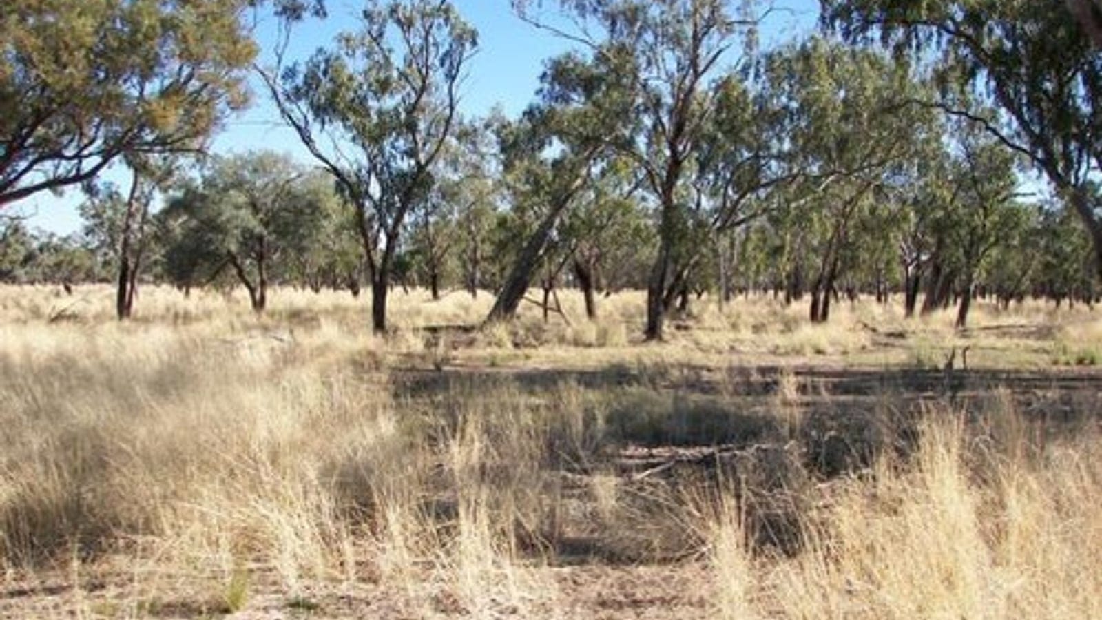 Floodplain woodland of Cuttaburra Creek in Binya National Park, inland eastern Australia - open grassy floodplain dotted with low coolabah and gidgee trees under a wide semi-arid sky.