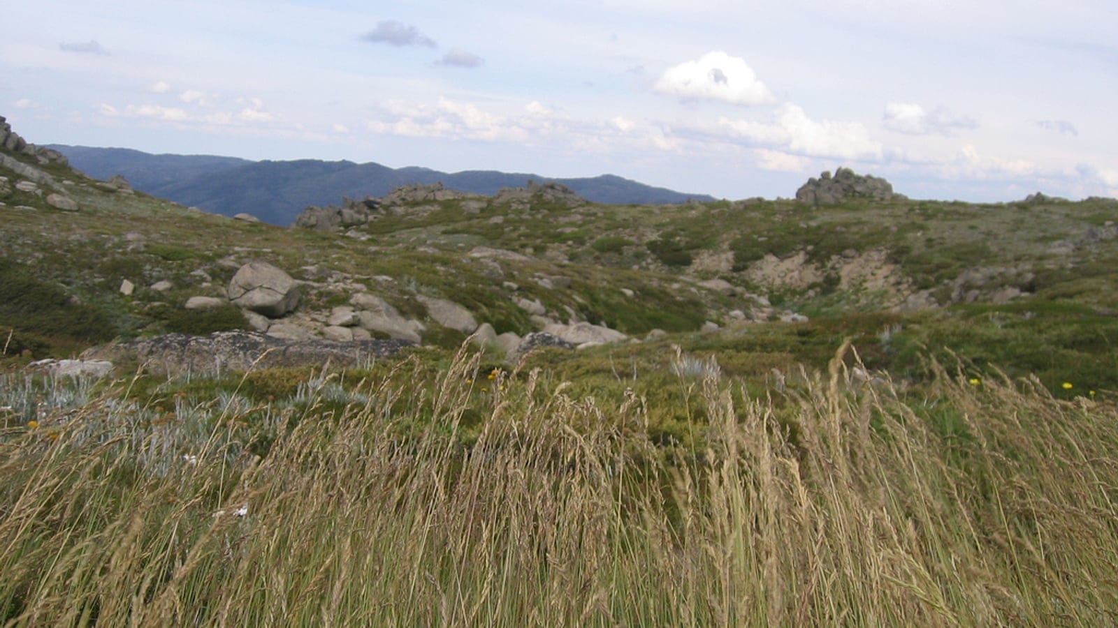 Alpine grassland and rocky vegetation in Kosciuszko National Park, Australia.