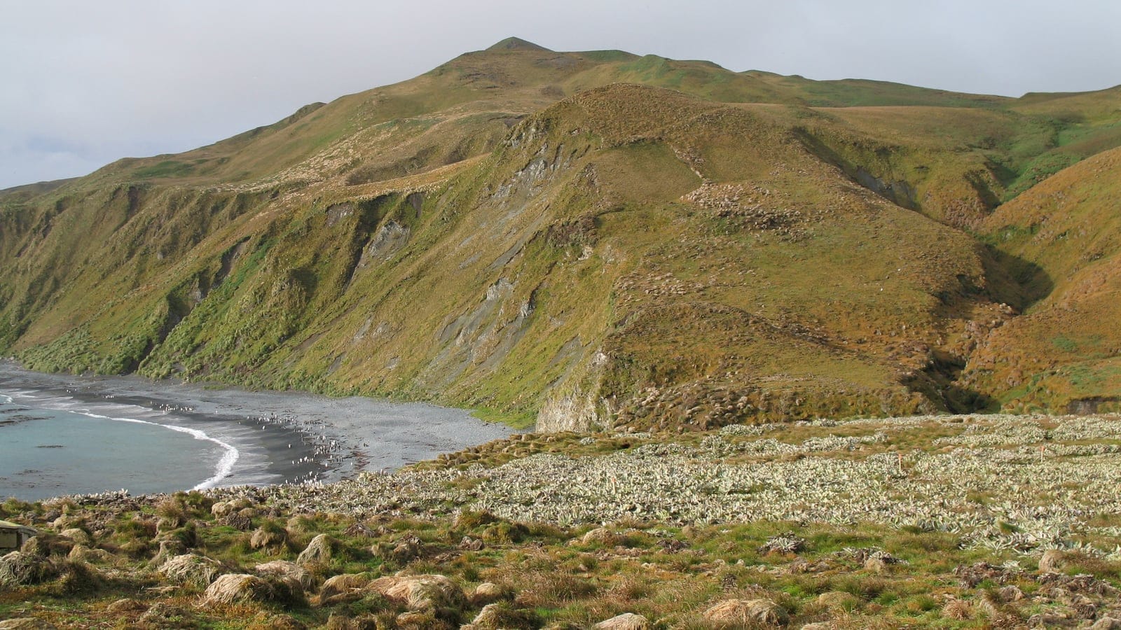 Tussock hills and megaherb flats above a penguin beach on Macquarie Island.