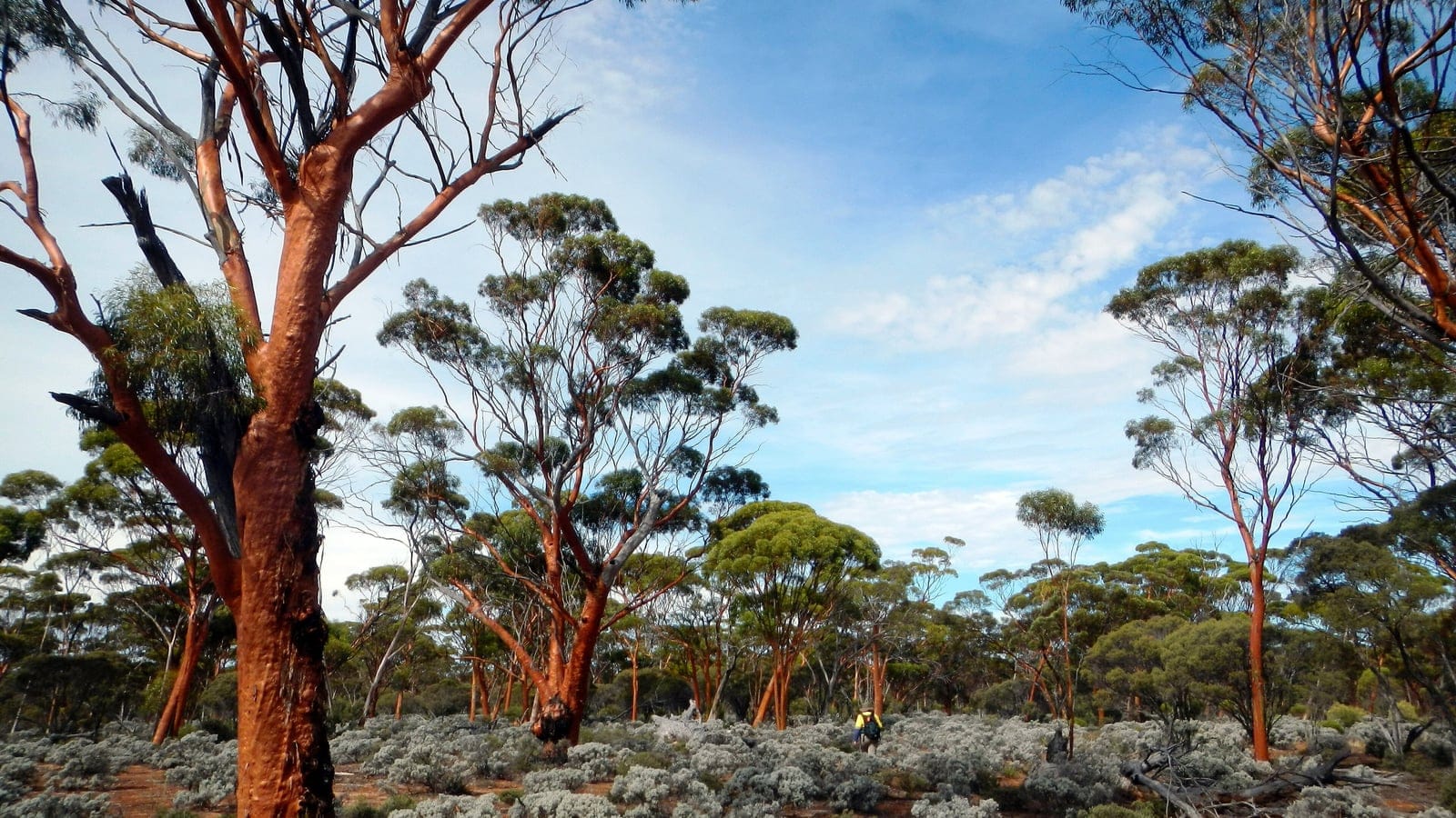 Open woodland of the Great Western Woodlands in the Coolgardie region of Western Australia.