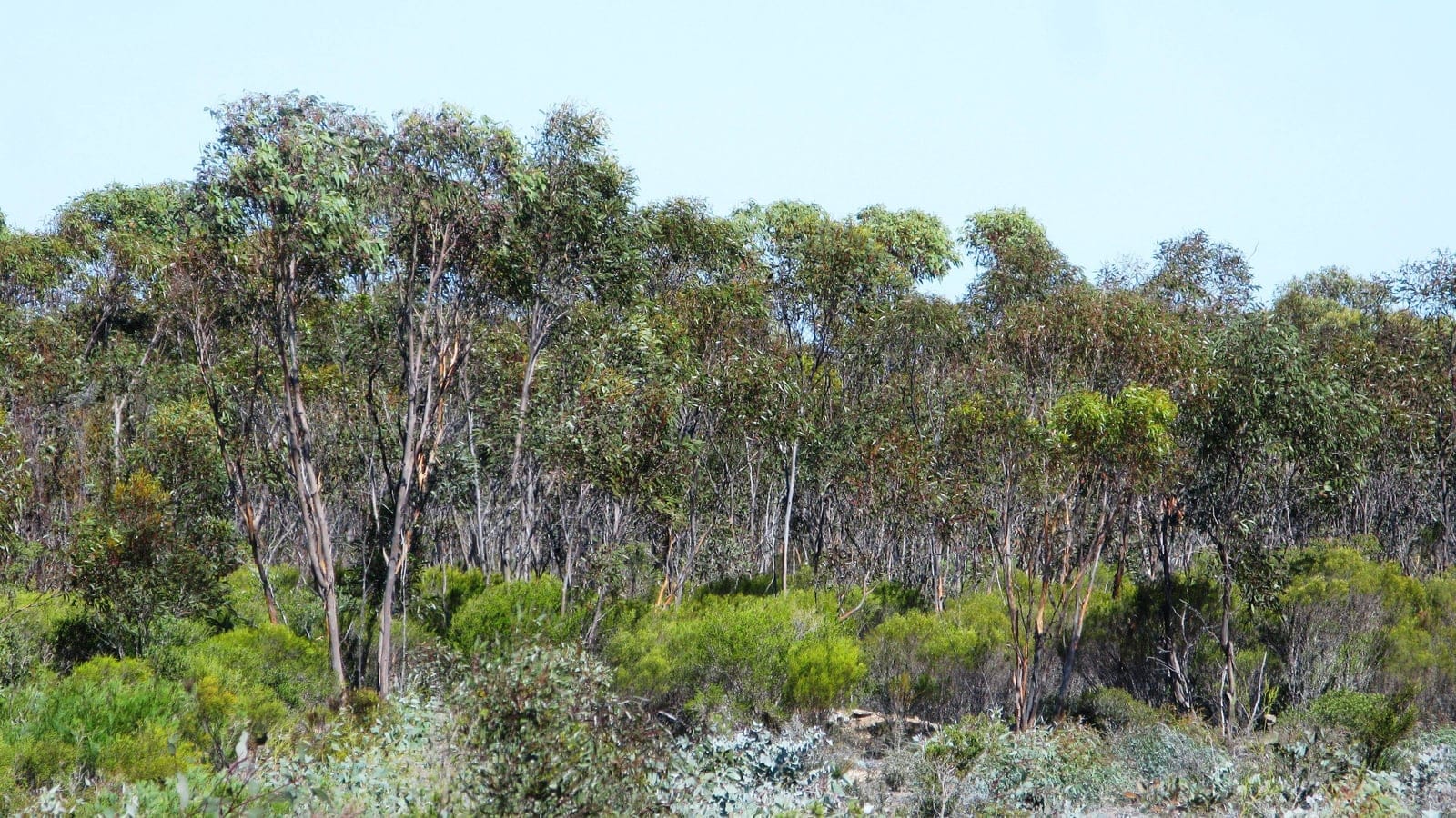 Esperance mallee shrubland in a dry southern Australian reserve.