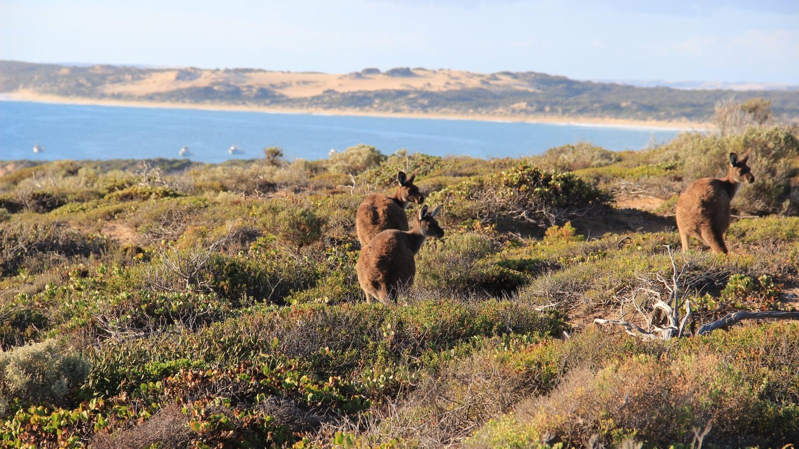 Coastal mallee landscape at West Cape in Dhilba Guuranda-Innes National Park, Yorke Peninsula.